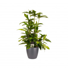 Decorum Dracaena Surculosa met Elho brussels antracite