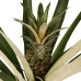 Decorum Duo 2 x Ananas Champaca met Elho B.for soft white