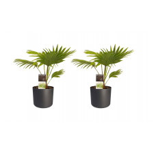 Decorum Duo 2 x Livistona Rotendifolia met Elho B.for soft antracite