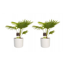 Decorum Duo 2 x Livistona Rotendifolia met Elho B.for soft white