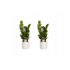 Decorum Duo 2 x Zamio Culcas met Elho B.for soft white