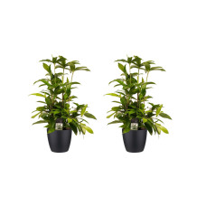 Decorum Duo 2x Dracaena Surculosa met Elho brussels living black