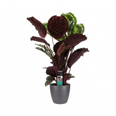 Decorum Calathea Medaillon met Elho brussels antracite