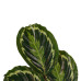 Decorum Calathea Medaillon met Elho brussels white