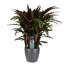 Decorum Calathea Elgergrass met Elho brussels antracite