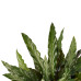 Decorum Calathea Elgergrass met Elho brussels antracite