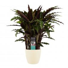 Decorum Calathea Elgergrass met Elho brussels soap