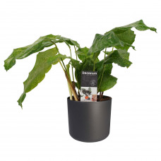 Decorum Calathea Network met Elho B.for soft antracite