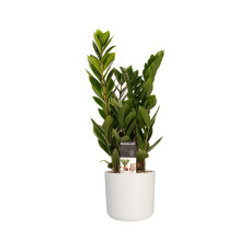 Decorum Zamio Culcas met Elho B.for soft white