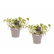 Decorum Duo Scindapsus Njoy met potten Anna Taupe