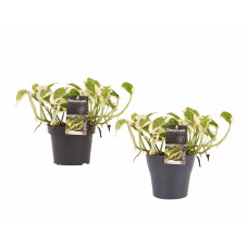 Decorum Duo Scindapsus Njoy met potten Anna Grey