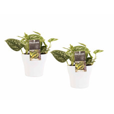 Decorum Duo Scindapsus Pictus Trebie met potten Anna White