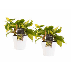 Decorum Duo Philodendron Brazil met Anna pot