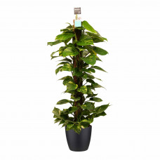 Decorum Scindapsus Mosstok 120 cm met Elho brussels black