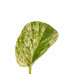 Decorum Combipakket Scindapsus Aureum - Njoy - Pictus Trebie - Marble Queen met potten Anna White