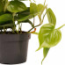 Decorum Duo Philodendron Brazil - Philodendron Scandens met potten Anna Grey