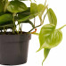 Decorum Duo Philodendron Brazil - Philodendron Scandens met potten Anna White