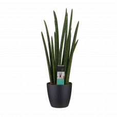 Decorum Sansevieria Cylindrica rocket met Elho brussels black