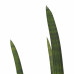 Decorum Sansevieria Cylindrica rocket met Elho brussels white