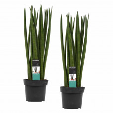 Decorum Duo Sansevieria Cylindrica spaghetti