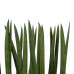 Decorum Sansevieria Cylindrica spaghetti met Elho brussels white