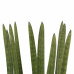 Decorum Sansevieria Cylindrica straight met Elho brussels white