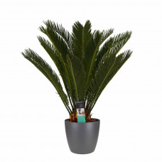 Decorum Cycas Revoluta met Elho brussels antracite