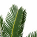 Decorum Cycas Revoluta met Elho brussels soap