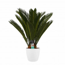 Decorum Cycas Revoluta met Elho brussels white