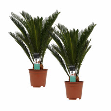 Decorum Duo Cycas Revoluta