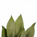 Decorum Duo Sansevieria Moonshine met Anna White potten