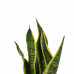 Decorum Duo Sansevieria Superba met Anna Taupe potten