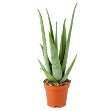 17cm Aloe vera