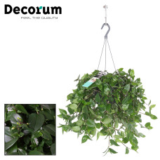 17cm tradescantia Green hill