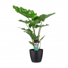 Decorum Alocasia portadora met ELHO brussels black