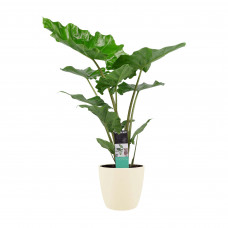 Decorum Alocasia portadora met ELHO brussels soap