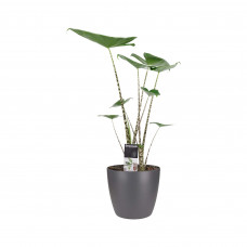 Decorum Alocasia Zebrina met ELHO brussels antracite