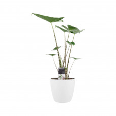 Decorum Alocasia Zebrina met ELHO brussels white