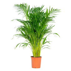 24cm Areca Palm