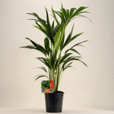 24cm Kentia Palm
