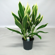 19cm Decorum Cordyline new Conga