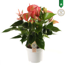 17cm Anthurium Livium Red