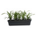 Leliegras in ELHO ® Green Basics balkonbak (Living Black) met metalen balkonrek