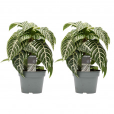 Decorum duo Botanica Aphelandra Green