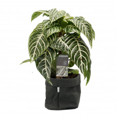 Decorum Botanica Aphelandra Green in Sizo bag (zwart)