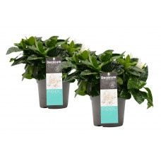 Decorum duo Gardenia Jasminoïdes