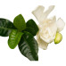 Decorum duo Gardenia Jasminoïdes