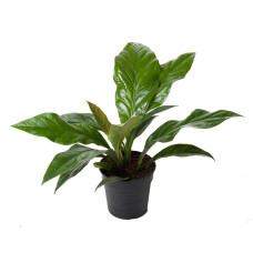 21cm Anthurium Jungle bush 1pp