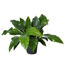 24cm Anthurium Jungle bush 2pp