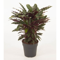 27cm Calathea Wavestar